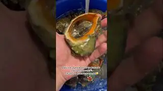 Пишите в комментариях, если узнали морского гада😁🐚 #seafood #ракиоки #раки #крабы #рапан #моллюски