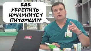 Как укрепить иммунитет питомца