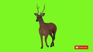 हिरन | Deer Green Screen Video Effect Background | 5 Momente