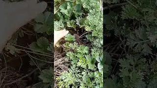 Размножаю ягоду