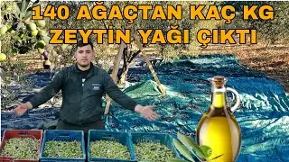 140 ZEYTİNLİ TİRİLYA BAHÇESİNDEN KAÇ KİLO ZEYTİN YAĞI ÇIKTI
