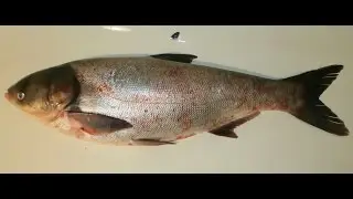 marinated carp 