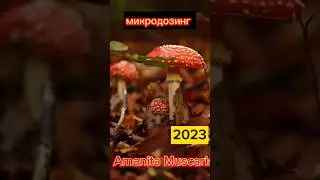 Микродозинг Amanita Muscaria #amanitamuscaria #микродозингмухомора #мухоморвнижнемновгороде