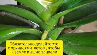 Обязательно делайте это с орхидеей летом,чтобы зимой процвели пышно и дружно 😍#орхидеи  #орхидея