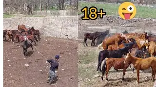 A stallion was put on the mares, but the mares are thin. The stallion has no strength.