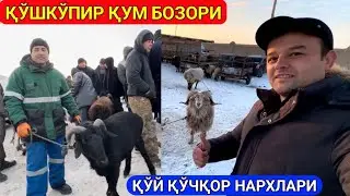 ХОРАЗМ ҚЎШКЎПИР ҚУМ БОЗОРИ ҚЎЙ ҚЎЧҚОР НАРХЛАРИ 18-января 2024 г.