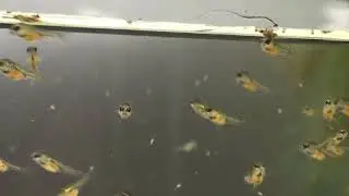 Разведение Apistogramma Ramireza , 