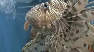 Gray's Reef National Marine Sanctuary (Lionfish)