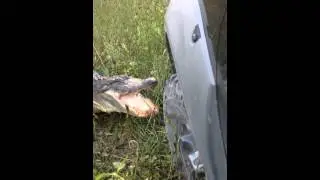 Gator vs Truck