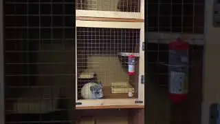 Клетка для шиншиллы