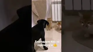 Понаехали к нам 🤣 