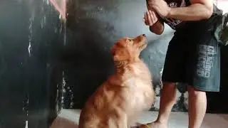 try to start practicing again babymoon golden retriever #goldenretriever#goldenretrieverlove