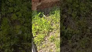 Psyche Butterfly hovering on cardamine plants, Video from one of the CUBE home lab