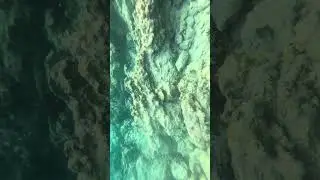 Aslan balığı gördünüz mü hiç