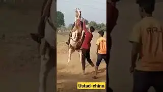 horse dance training: ustad- chinu