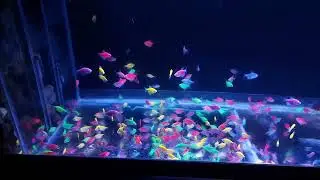 Lampu kandila Glowfish ❗️hasilnya bagus
