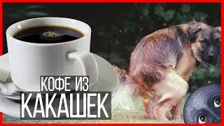 Кофе из какашек
