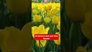 Почему Сулейман выбрал наследником престола шехзаде Селима