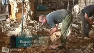 Esquilado de lana del cordero