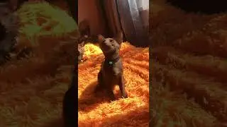 😻ОРИКИ😻