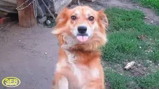Дружба котенка и собаки
