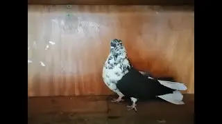ДАРЮ ГОЛУБЕЙ!!!