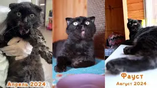 Фауст