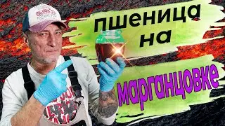 Новый способ подготовки зерна пшеницы.