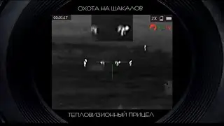 Охота на волка и шакала. Четыре выстрела пять шакала с CZ 223. 