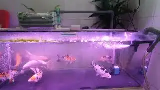 Keeping koi in fish tank update. 2022 11 19
