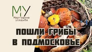 ГРИБЫ ПОШЛИ В ПОДМОСКОВЬЕ. ИЮЛЬ 2023
