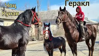 сатылды Геракл 😱Кунандын ЧОҢУ 01.03.21