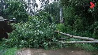 Vētras lauzti koki