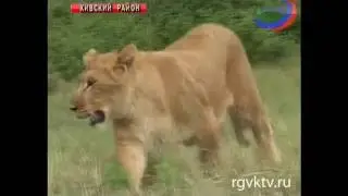 В Дагестане львица охраняет стадо овец