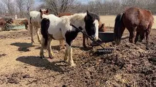 Horse Helpers