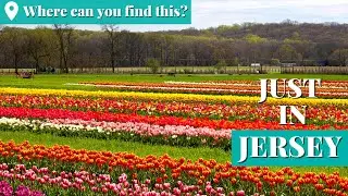 Immerse yourself in a sea of 8 million tulips at N.J.'s Holland Ridge Farms