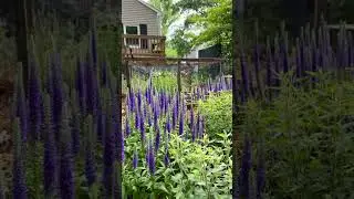 Mini tour of the greenhouse and garden in July