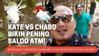 KATE VS CHABO BIKIN PENING SALDO ATM! PEMANTAUAN LANGSUNG DI KANDANG KATE DEKSO MILIK PAK ARJUNA