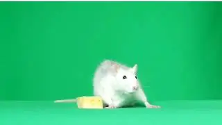 cute😻 little mouse eating food on Green screen  👈🏻