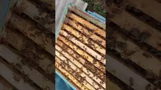Летнее. Сила семья с маткой ИО карника на конец ГВ.