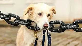 The owners tied up the dog and left. She waited for them, but no one came!