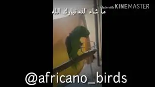 أمازون يلو ناب يتكلم بطلاقة