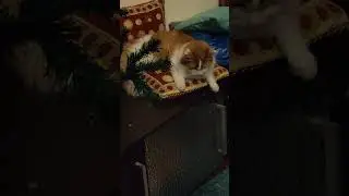 Вся семья в сборе Котики и собака Герда 😹😹🐶 #animal #pet  #cat #funnypet #кайф #dogshorts