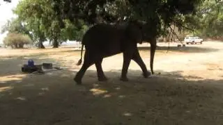 Ellie paying a visit in Zimbabwe...