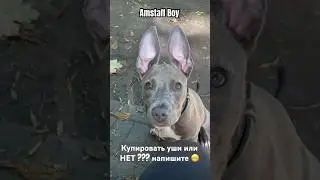 Should I crop my Amstaff's ears or not? 