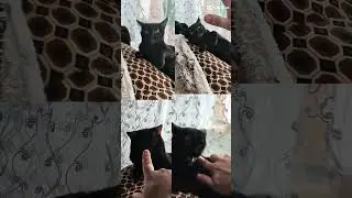 кот который любит кусаться #cat #music #shorts #черный