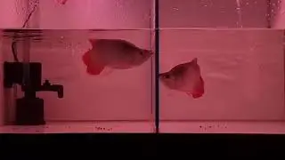 King Super Red
