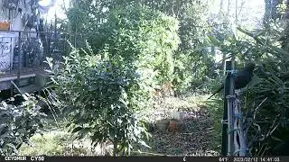 wild