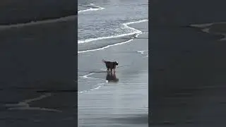 Why is this dog so happy? #dog #happy #beach #ocean #waves #surf #k9 #golden