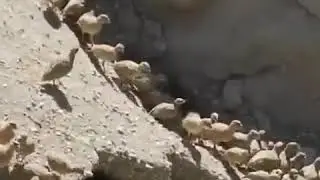 Охота кеклики